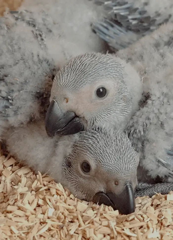 psittacus-centro-de-cria