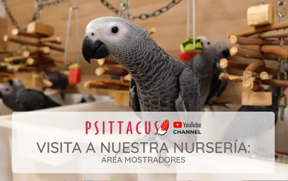 psittacus-video-mostradores