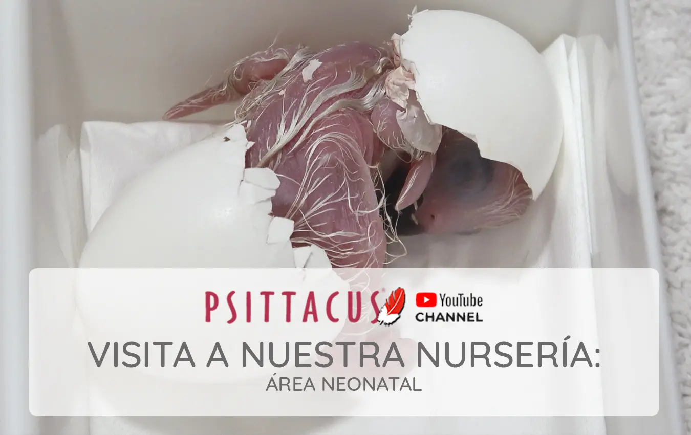psittacus-video-neonatal