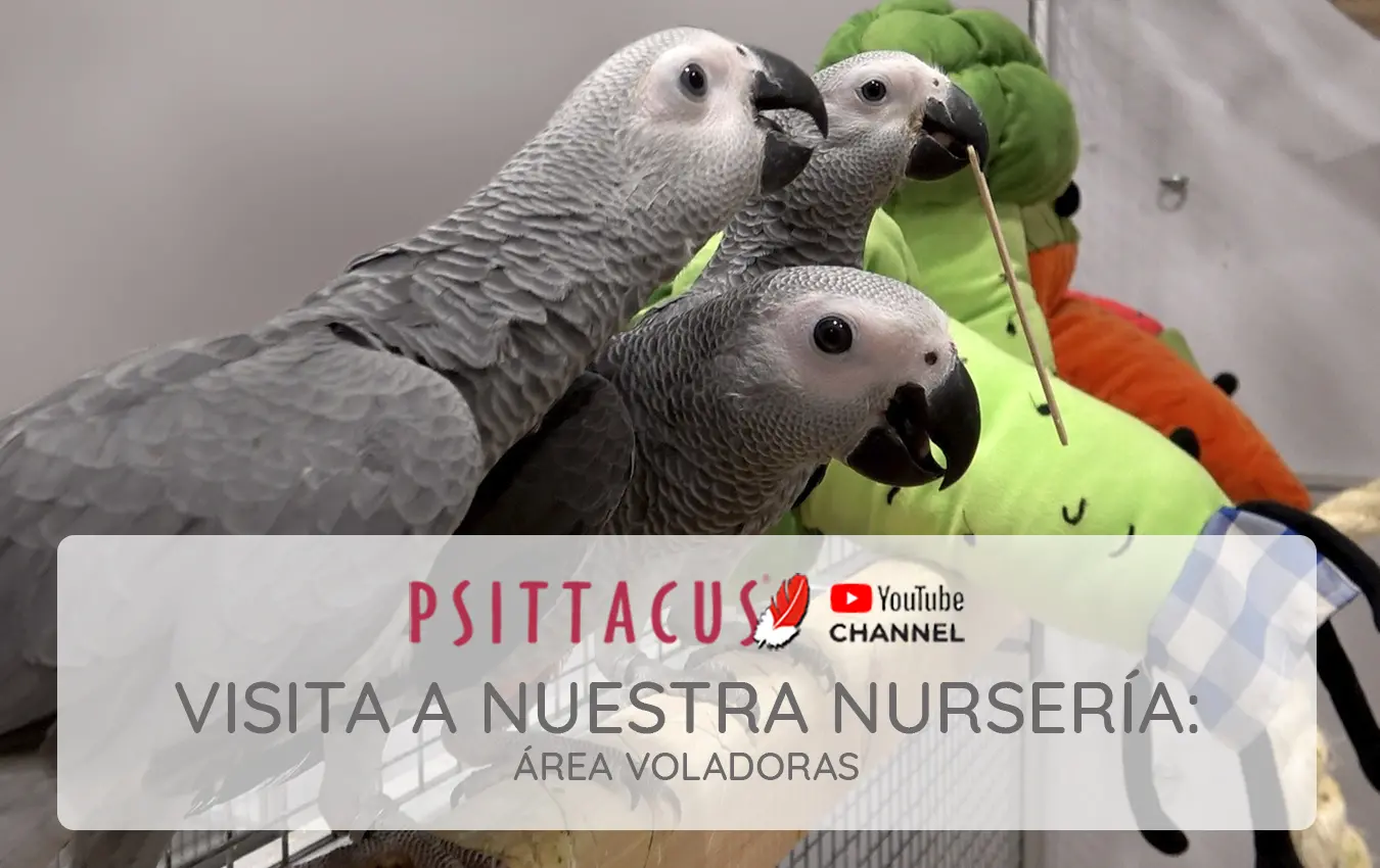 psittacus-video-voladoras