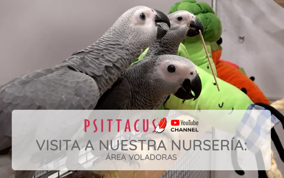 psittacus-video-voladoras